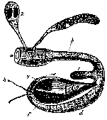 Castrada (Castrada) horrida