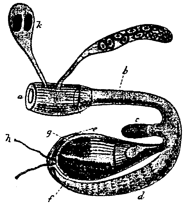 Castrada (Castrada) horrida