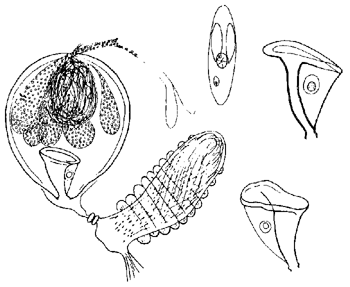 Castrada (Castrada) chodorowskii