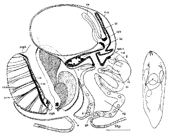 Castrada (Castrada) cristatispina