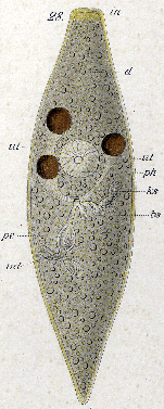 Castrada (Castrada) flavida