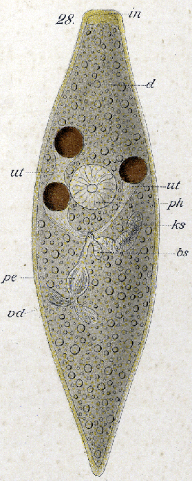 Castrada (Castrada) flavida