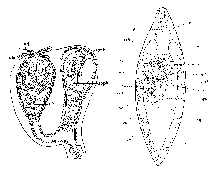 Castrada (Castrada) hofmanni