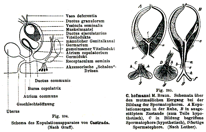 Castrada (Castrada) hofmanni