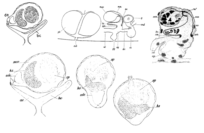 Castrada (Castrada) inermis