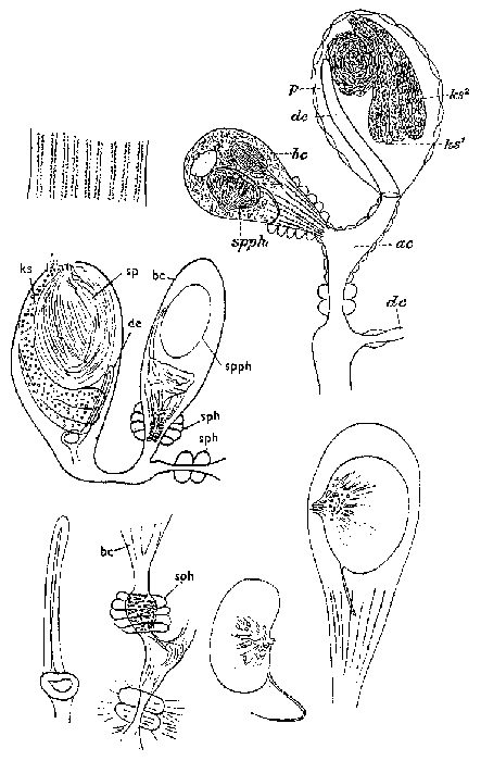 Castrada (Castrada) instructa