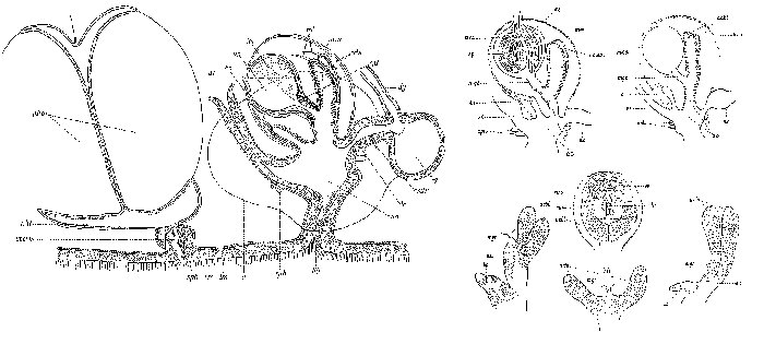 Castrada (Castrada) intermedia