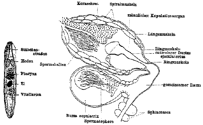 Castrada (Castrada) lanceola