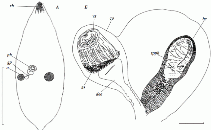 Castrada (Castrada) lanceola