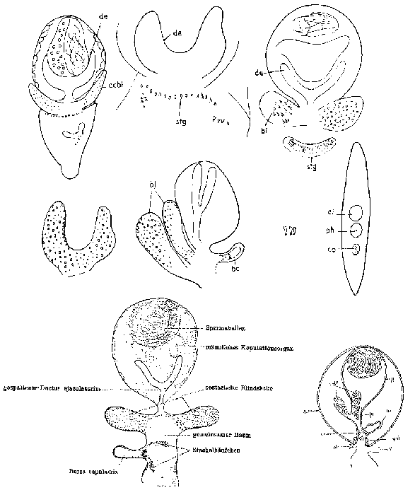 Castrada (Castrada) luteola