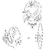 Castrada (Castrada) luteola luteoloides