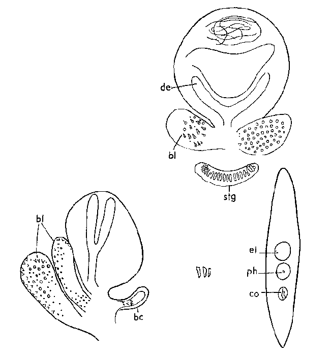 Castrada (Castrada) luteola luteoloides