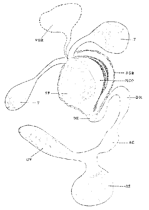 Castrada (Castrada) moroderi