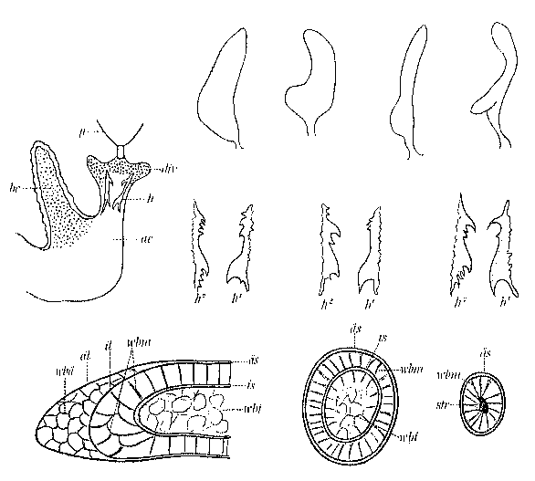 Castrada (Castrada) neocomensis