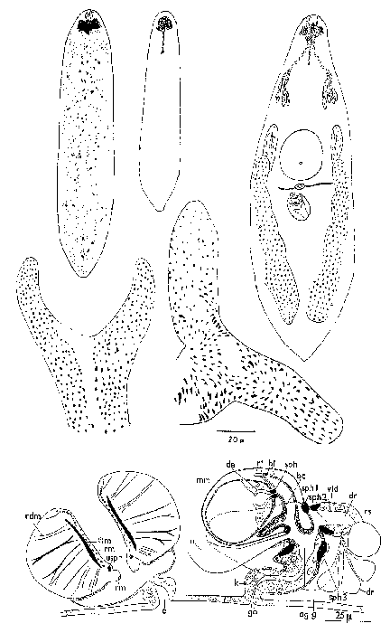 Castrada (Castrada) noemiae