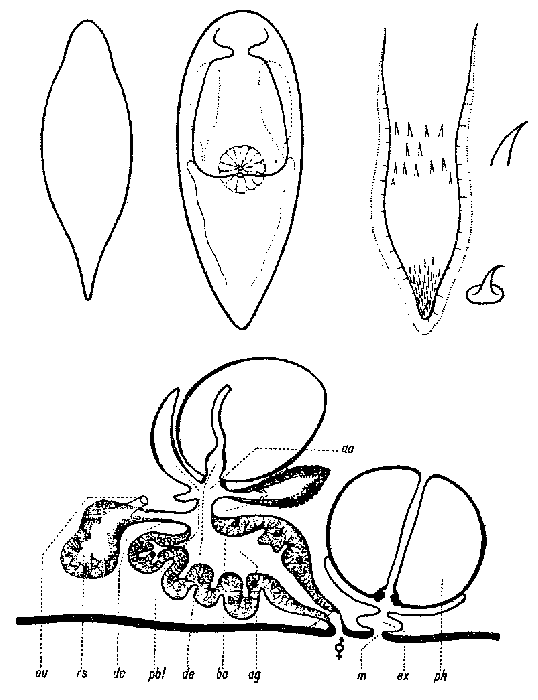 Castrada (Castrada) ochridensis