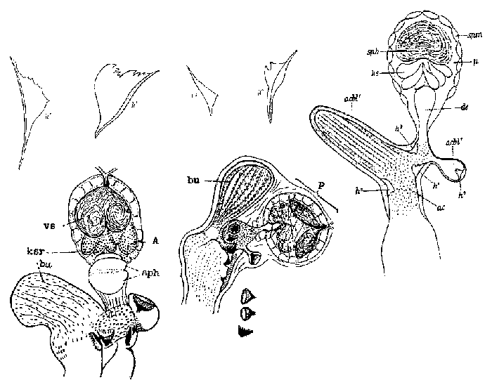 Castrada (Castrada) quadridentata