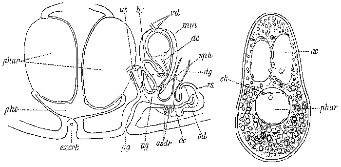 Castrada (Castrada) segne