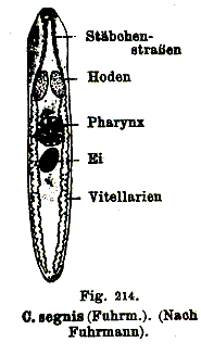 Castrada (Castrada) segne