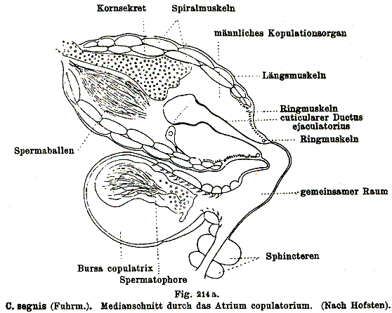 Castrada (Castrada) segne