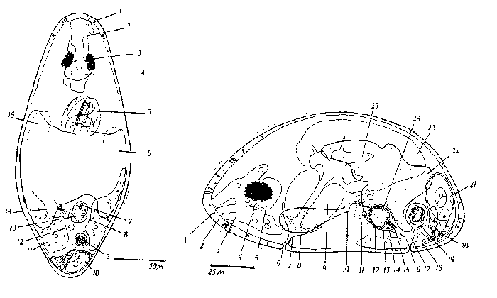 Haloplanella pusilla