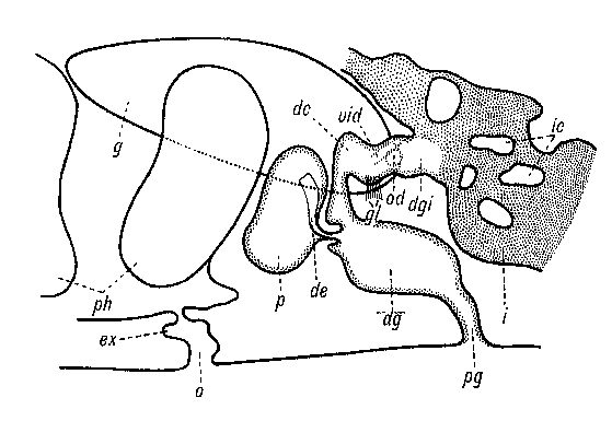 Kambanella agilis