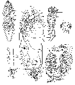 Notomonoophorum coecum