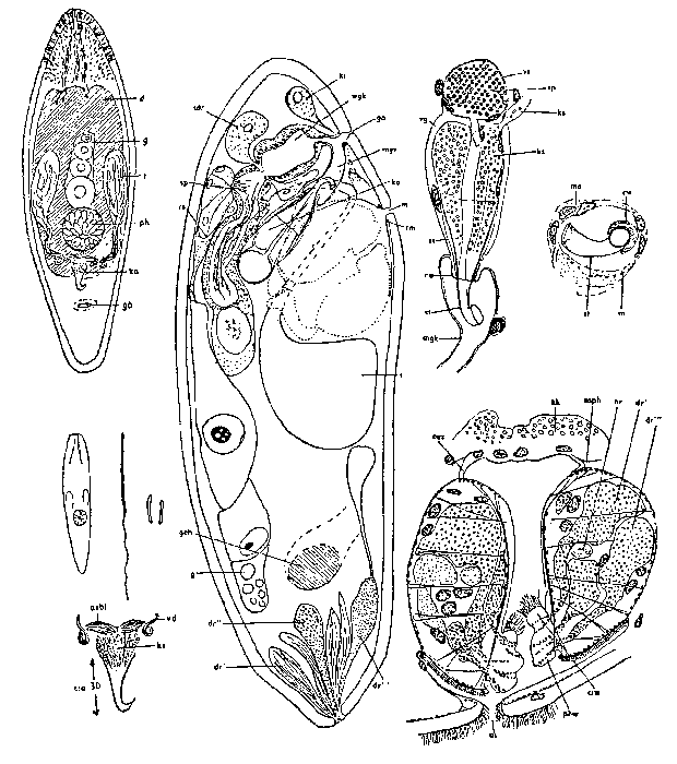 Notomonoophorum coecum