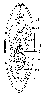 Notomonoophorum oculatum