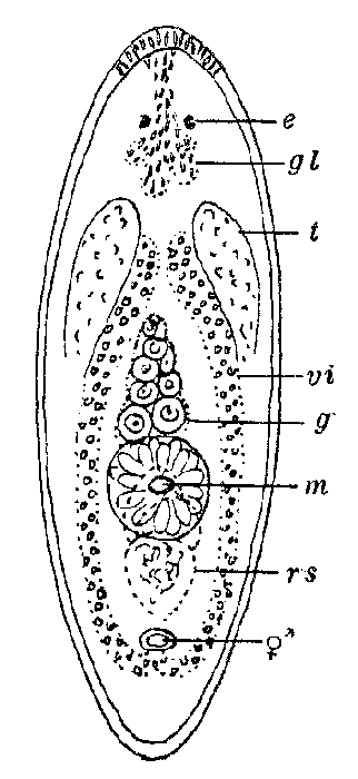 Notomonoophorum oculatum