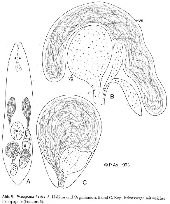 Pratoplana salsa