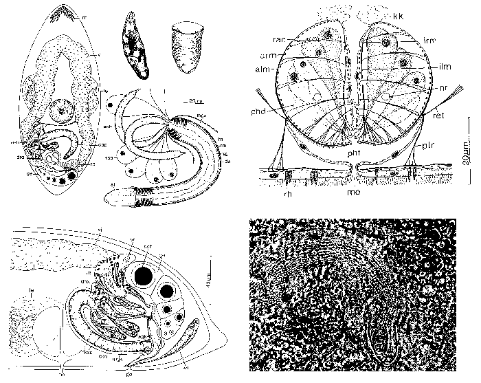 Pratoplana galeata