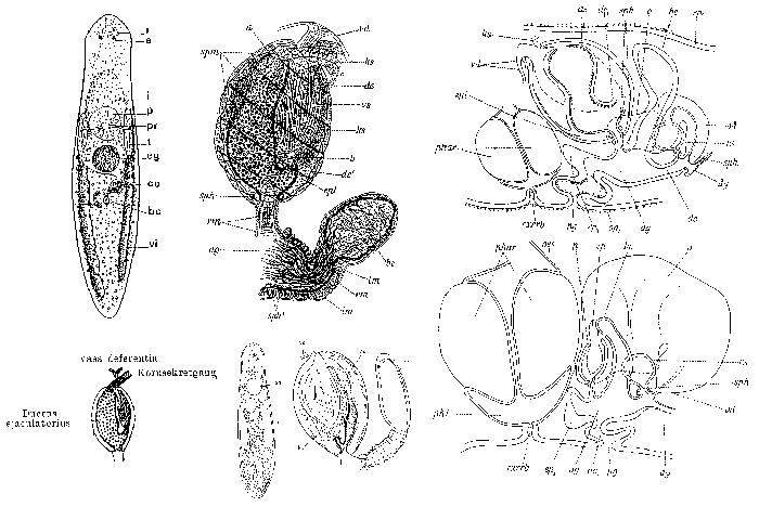 Strongylostoma radiatum