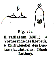 Strongylostoma radiatum