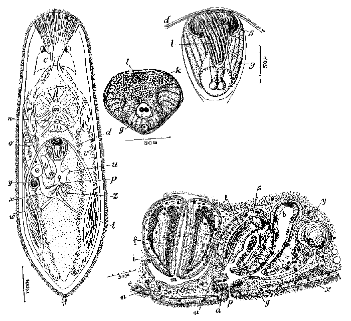 Strongylostoma dicorymbum