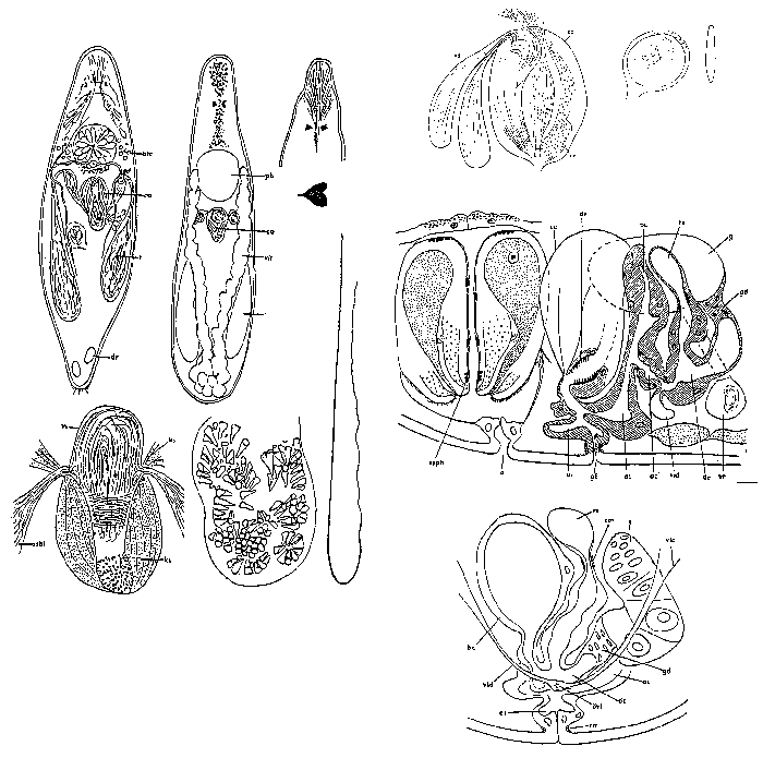 Strongylostoma elongatum spinosum