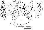 Strongylostoma simplex lapponicum