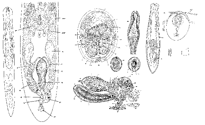 Stygoplanellina halophila