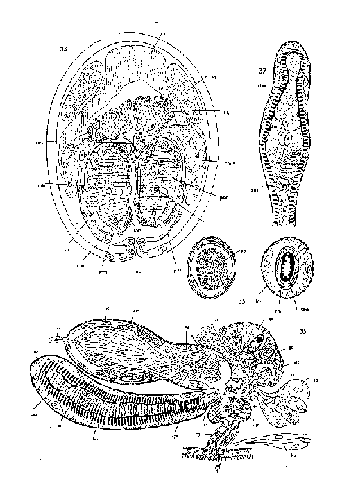 Stygoplanellina halophila