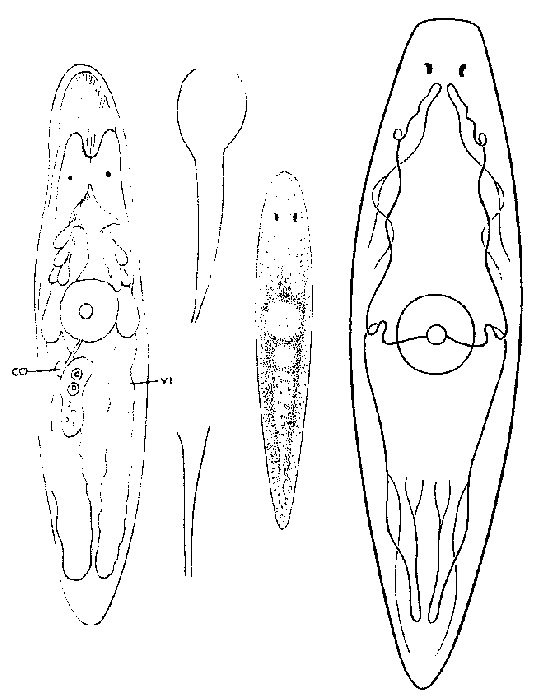 Styloplanella strongylostomoides