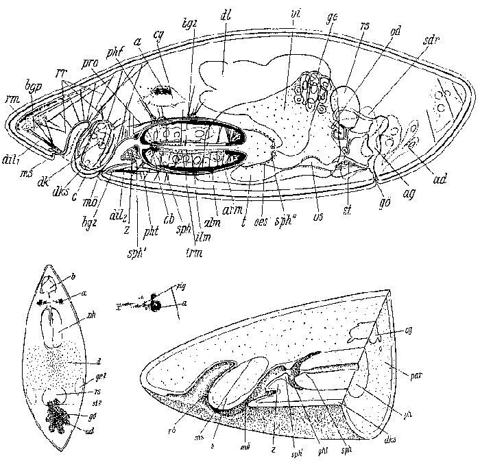 Marinellia lingulifera