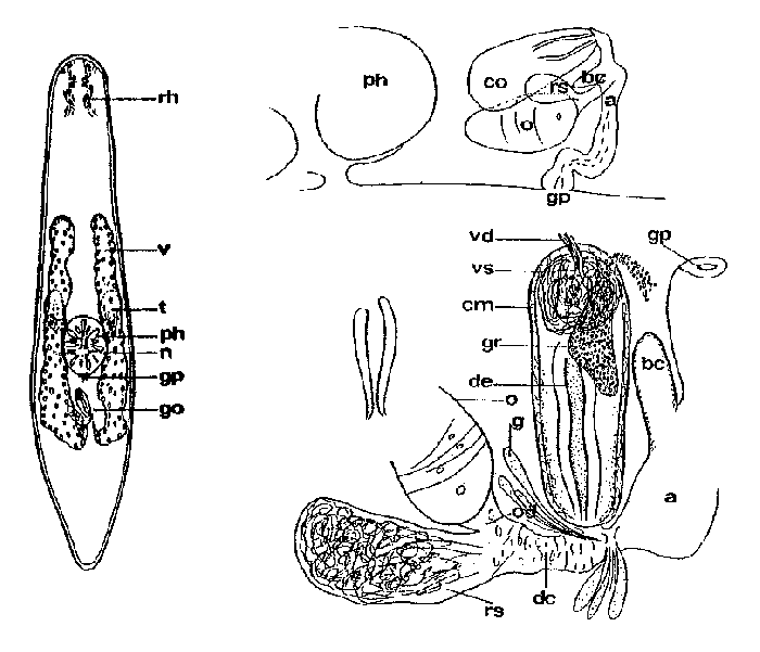 Adenoplea meridionalis