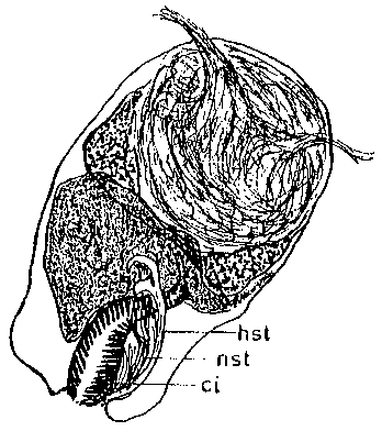 Adenoplea paraproxenetes