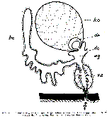 Adenoplea weyeri