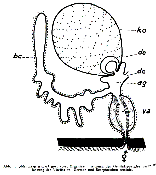 Adenoplea weyeri