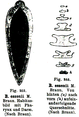 Bothromesostoma essenii