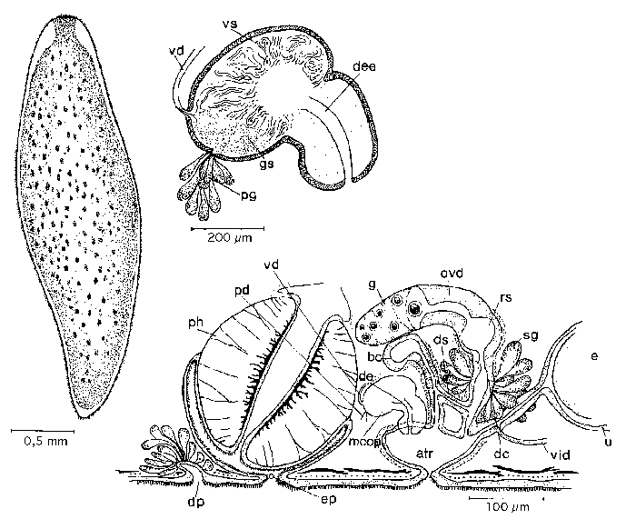 Bothromesostoma evelinae