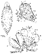 Bothromesostoma personatum