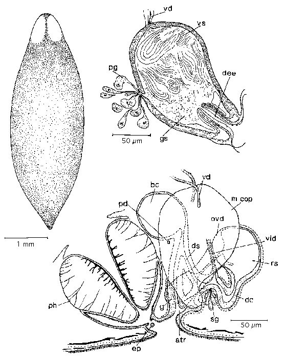 Bothromesostoma personatum