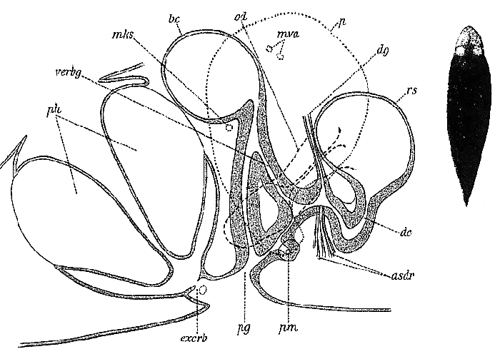 Bothromesostoma personatum